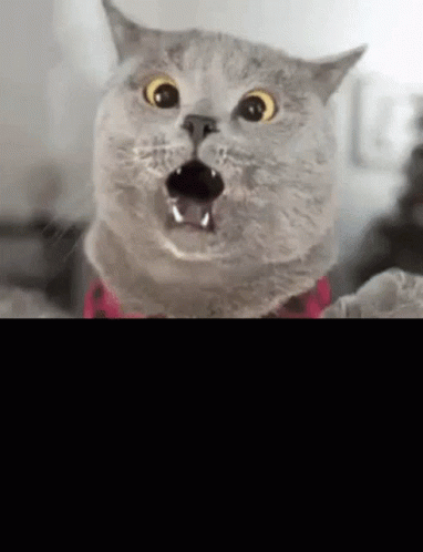 Name:  scared-scaredy-cat.gif
Views: 17
Size:  960.8 KB